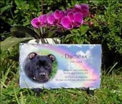 Global Memoriales de mascotas Mercado