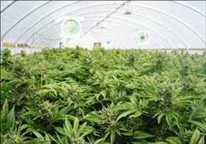 Global-Pharmaceutical-Grade-Marijuana-Market