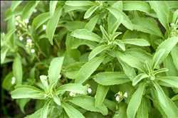 Stevia rebaudiana