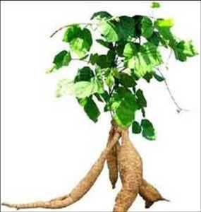 Raíz de kudzu PE Mercado