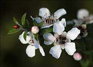 Manuka Mercado Demanda-Oferta