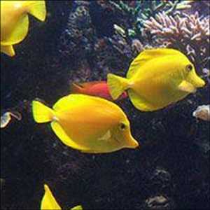 Peces ornamentales residenciales Tendencias de crecimiento del mercado