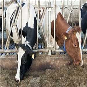 Premezcla de alimentos para rumiantes Tendencias de crecimiento del mercado