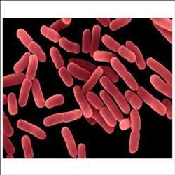 Bacillus subtilis
