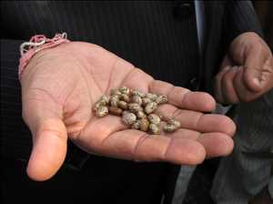 Global-Bio-based-Polyamides-Market