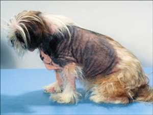 Global Tratamiento Dermatitis Atópica Canina El crecimiento del mercado