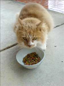 Global-Cat-Food-Market