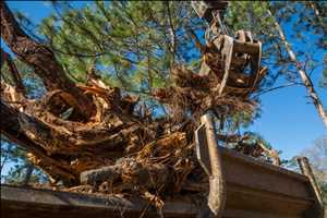 Global Crude Sulfate Turpentine Market Size