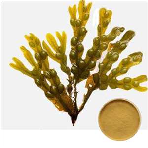 Global Producto de fucoxantina Pronóstico del mercado