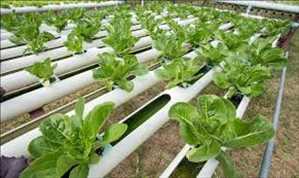 Global-Hydroponic-Equipment-Market