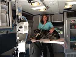 Global Cuidado de mascotas móvil Mercado