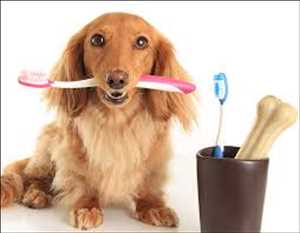 Global Pet Oral Care Market Size