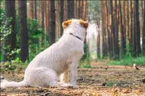 Nombre de la imágen