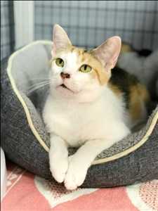 Global Pets Population Market Facts