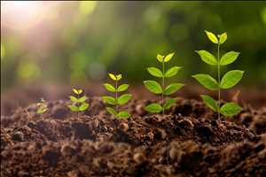 Global Plant Growth Regulator Market Historical Data