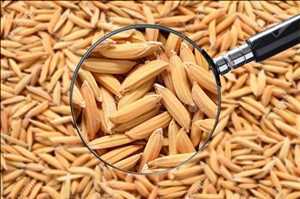 Global-Rice-Seed-Market