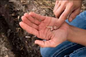 Global Seed Inoculants Market Demand