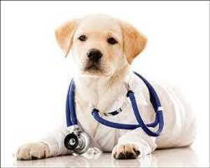Servicios de Salud Animal Tendencias de crecimiento del mercado