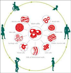 Células madre de la sangre del cordón umbilical Mercado Demanda-Oferta
