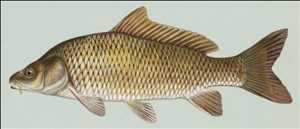 Cyprinus Carpio Mercado