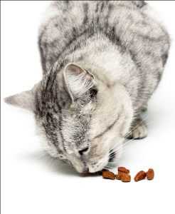 Comida seca para gatos Mercado