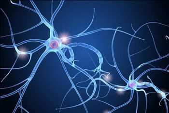 Global Anticuerpos y ensayos de neurociencia Tamaño de mercado