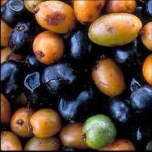 Bayas de Saw Palmetto Mercado