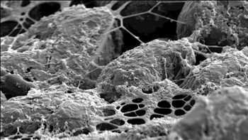 Global Microscopios de barrido de túnel Cuota de mercado