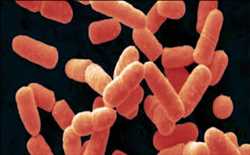 Global-Bacillus-Coagulans-Market