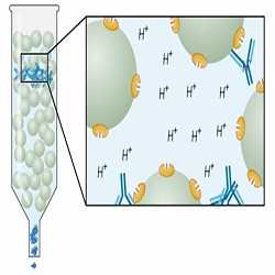 Global Resina de cromatografía de afinidad Pronóstico del mercado
