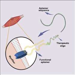 Global-Aptamers-Market