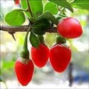 Global-Barbary-Wolfberry-Fruit-P.E.-Market