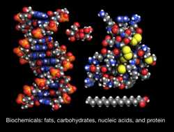 Global-Biochemicals-Market
