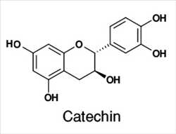 Global Catequina Perspectivas del mercado