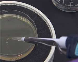 Global-Cloned-Competent-Cells-Market