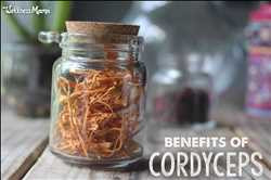 Global-Cordyceps-Market