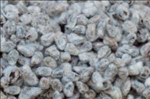Global-Cotton-Seeds-Market