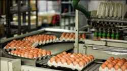 Global-Egg-Processing-Machinery-Market