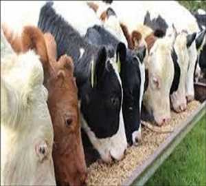 Global-Feed-Micronutrients-Market