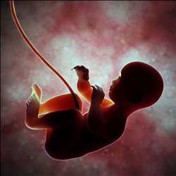 Global-Fertility-Market