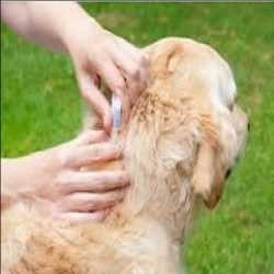 Global-Flea-and-Tick-Product-Market