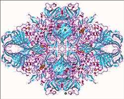 Global-Lactase-Market