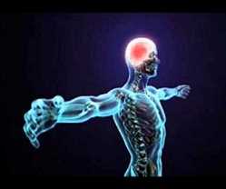 Reparación y Regeneración Nerviosa