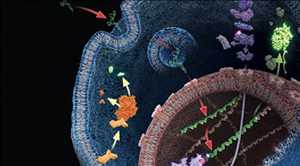 Global-Nuclear-Receptor-ROR-Gamma-Market