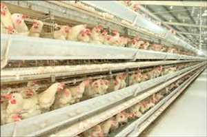 Global-Poultry-Breeding-Equipment-Market