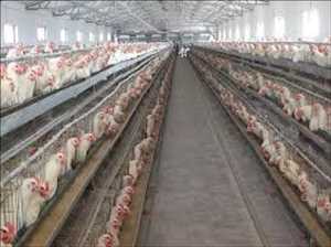 Global-Poultry-Keeping-Machinery-Market