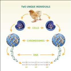 Global-Single-Nucleotide-Polymorphism-SNP-Genotyping-Market