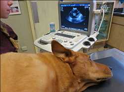 Global-VET-Diagnostic-Market