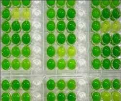 Crecimiento del mercado mundial de microalgas