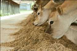 Global Specialty Feed Additives Market Analysis